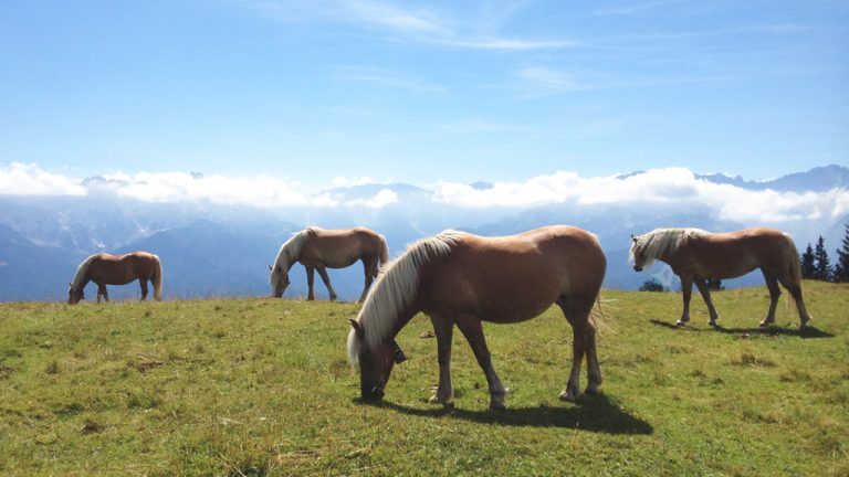 Haflinger Pferde am Wank bei Garmisch